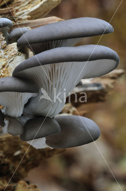 Oyster Mushroom (Pleurotus ostreatus)