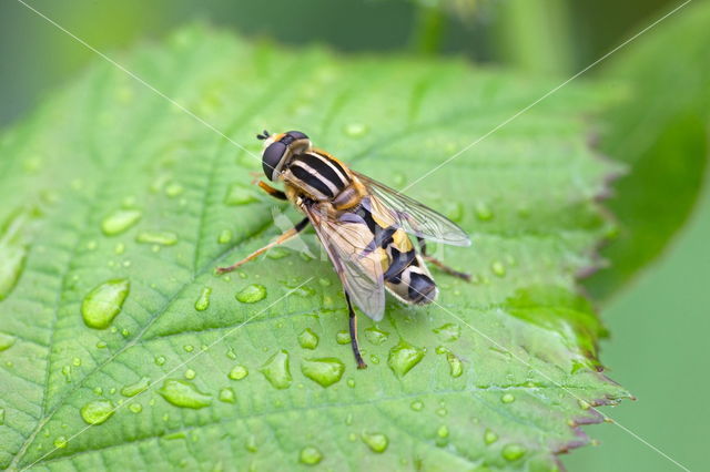 Striped Hoverfly (Helophilus pendulus)