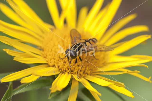 Striped Hoverfly (Helophilus pendulus)