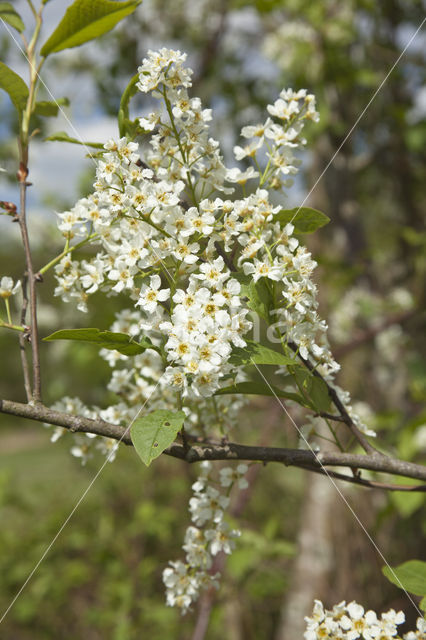 Bird Cherry (Prunus padus)