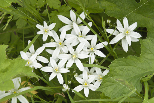 Gewone vogelmelk (Ornithogalum umbellatum)