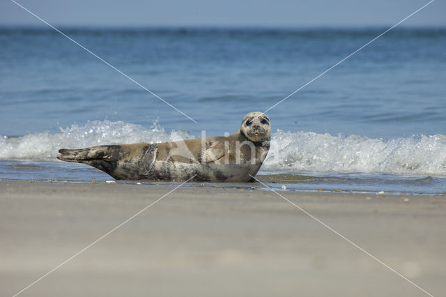 Common Seal (Phoca vitulina)