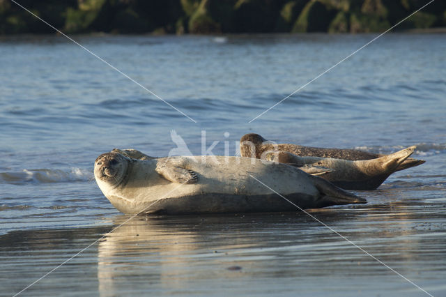 Common Seal (Phoca vitulina)