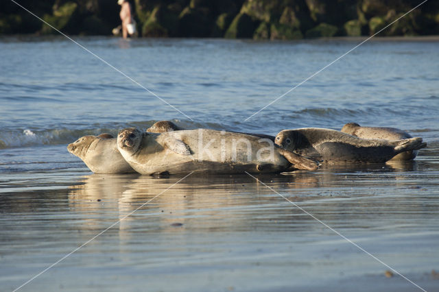 Common Seal (Phoca vitulina)