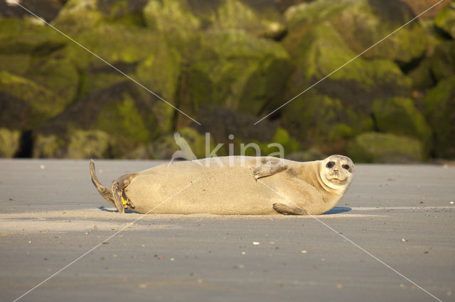 Common Seal (Phoca vitulina)