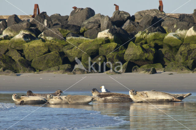 Common Seal (Phoca vitulina)