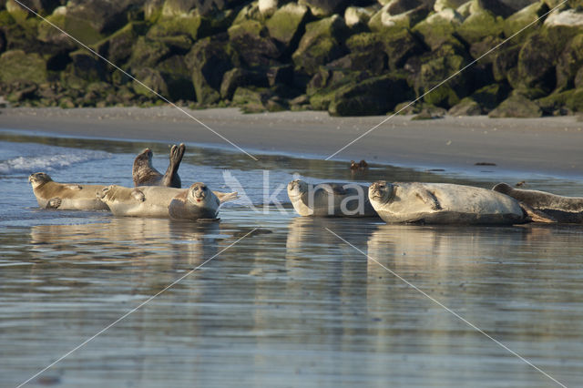 Gewone zeehond (Phoca vitulina)