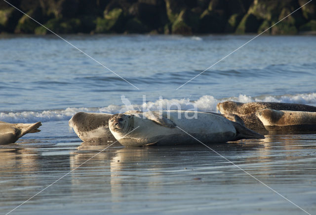 Gewone zeehond (Phoca vitulina)