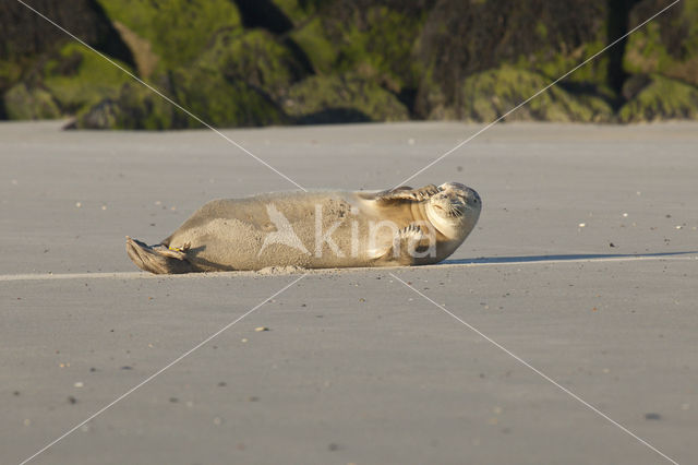 Common Seal (Phoca vitulina)