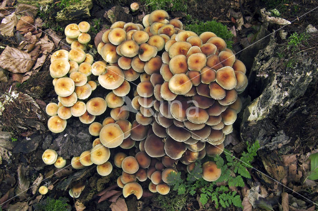 Sulphur tuft (Hypholoma fasciculare)