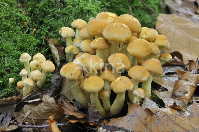 Sulphur tuft (Hypholoma fasciculare)