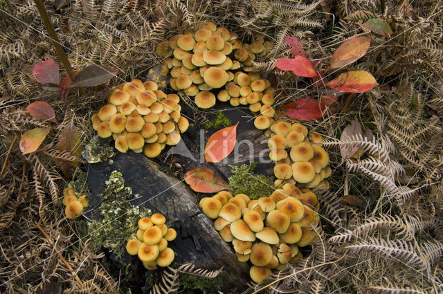 Sulphur tuft (Hypholoma fasciculare)