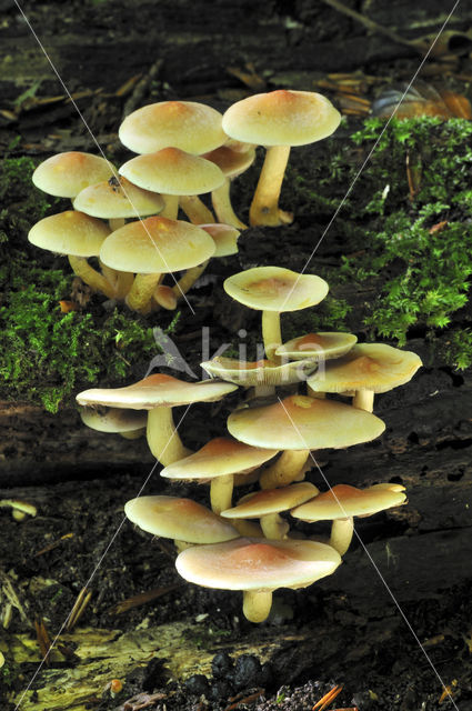 Sulphur tuft (Hypholoma fasciculare)