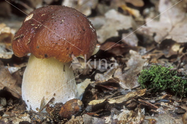 Gewoon eekhoorntjesbrood (Boletus edulis)