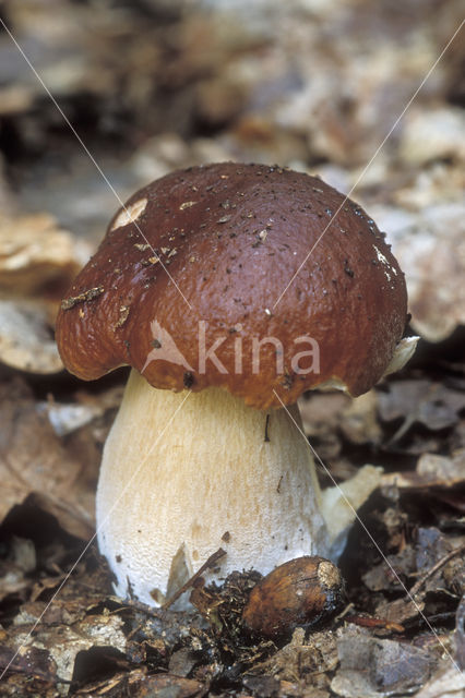 Gewoon eekhoorntjesbrood (Boletus edulis)