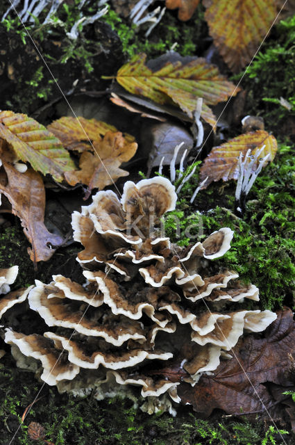 Gewoon elfenbankje (Trametes versicolor)