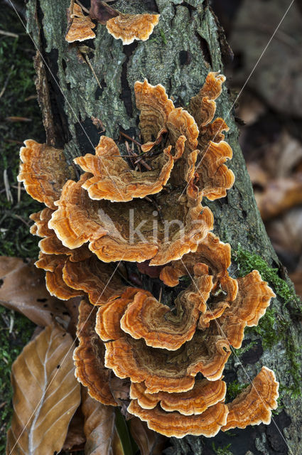 Gewoon elfenbankje (Trametes versicolor)