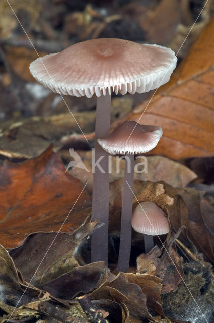 Lilac bonnet (Mycena pura)