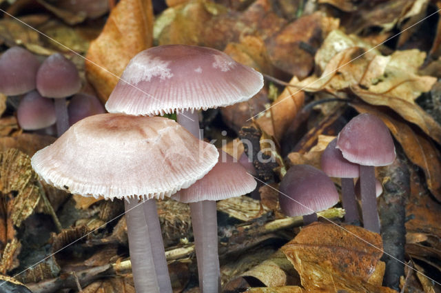 Lilac bonnet (Mycena pura)