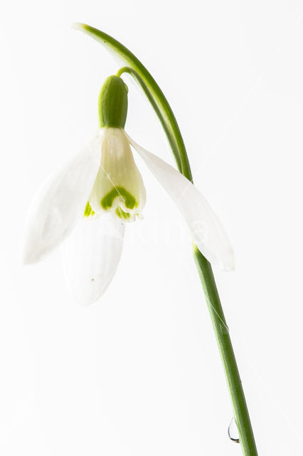 Gewoon sneeuwklokje (Galanthus nivalis)