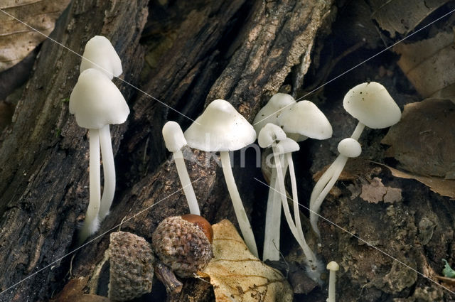 Gipsmycena (Hemimycena cucullata)