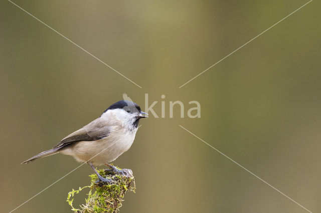 Glanskop (Parus palustris)