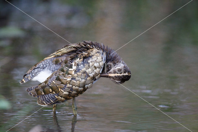 Goudsnip (Rostratula benghalensis)