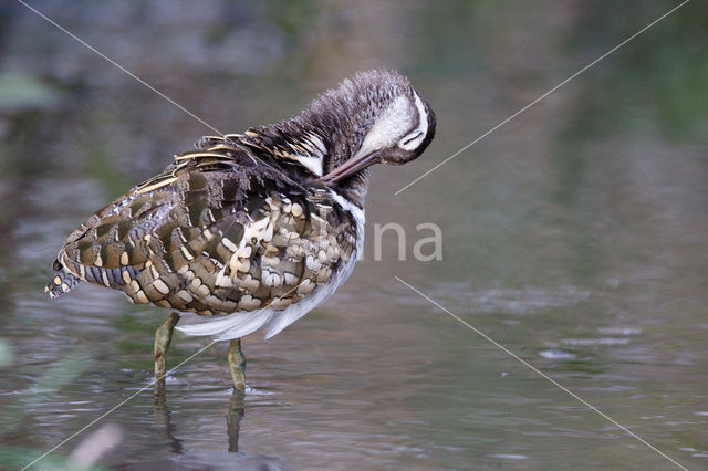 Goudsnip (Rostratula benghalensis)