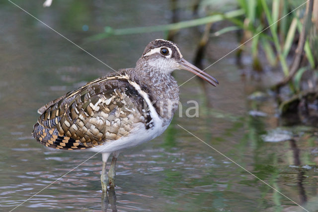 Goudsnip (Rostratula benghalensis)