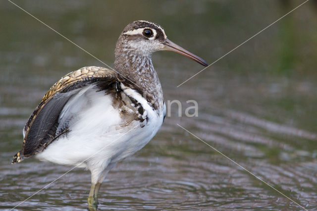 Goudsnip (Rostratula benghalensis)