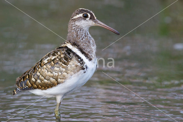 Goudsnip (Rostratula benghalensis)