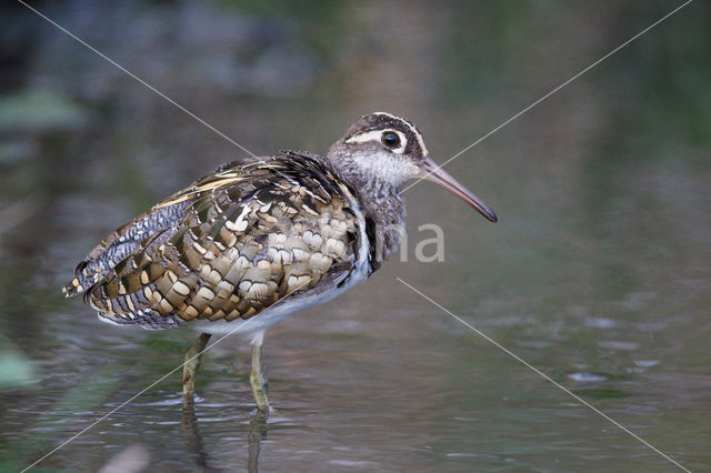 Greater Painted-snipe (Rostratula benghalensis)