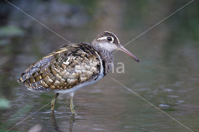 Goudsnip (Rostratula benghalensis)