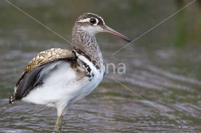 Goudsnip (Rostratula benghalensis)