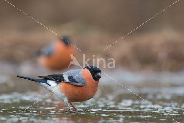 Eurasian Bullfinch (Pyrrhula pyrrhula)