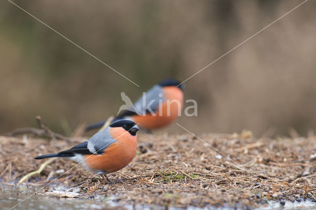 Eurasian Bullfinch (Pyrrhula pyrrhula)