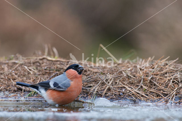 Eurasian Bullfinch (Pyrrhula pyrrhula)