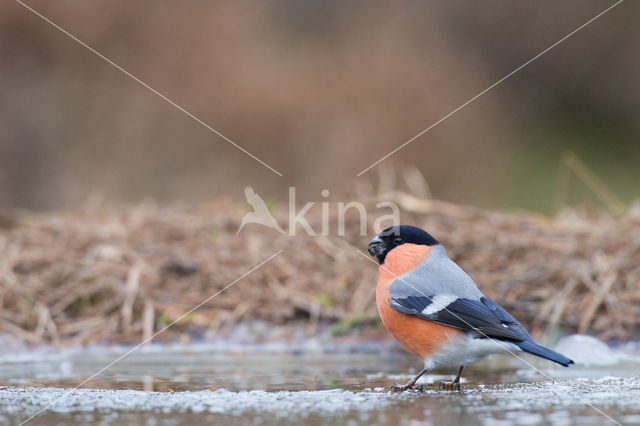 Eurasian Bullfinch (Pyrrhula pyrrhula)