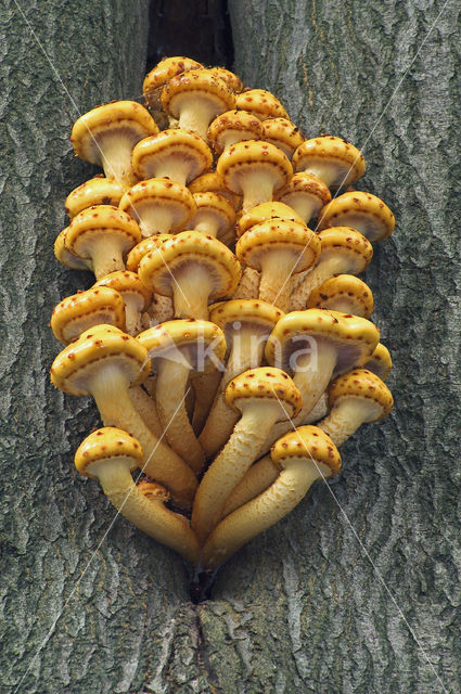 Goudvliesbundelzwam (Pholiota aurivella)