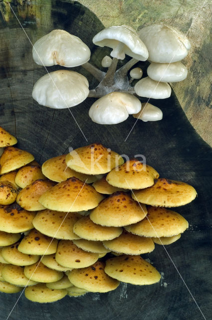 Goudvliesbundelzwam (Pholiota aurivella)