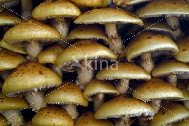 Goudvliesbundelzwam (Pholiota aurivella)