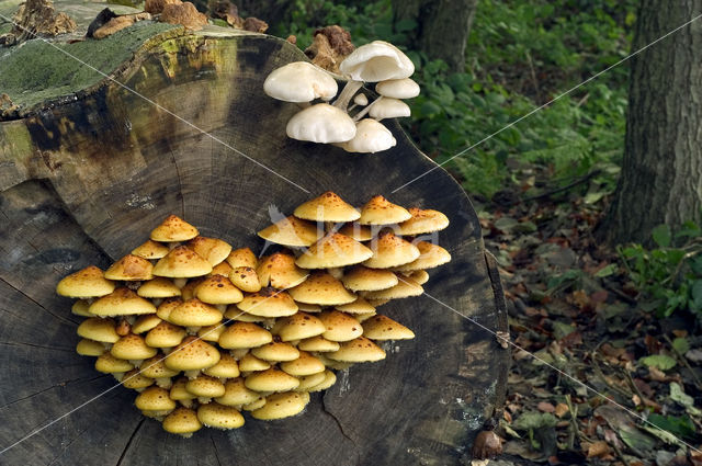 Goudvliesbundelzwam (Pholiota aurivella)