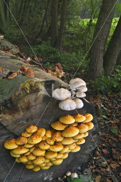 Goudvliesbundelzwam (Pholiota aurivella)