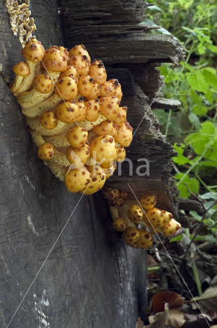 Goudvliesbundelzwam (Pholiota aurivella)