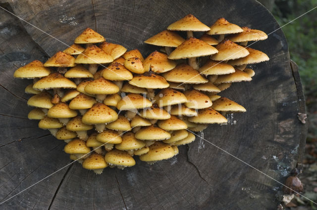 Goudvliesbundelzwam (Pholiota aurivella)