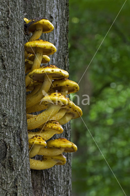 Goudvliesbundelzwam (Pholiota aurivella)