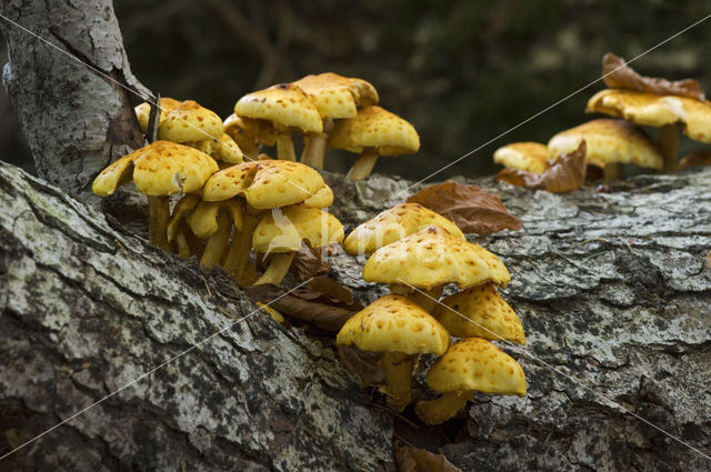 Goudvliesbundelzwam (Pholiota aurivella)