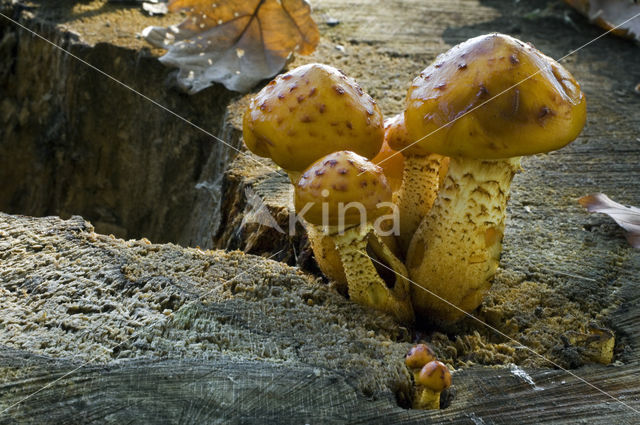 Goudvliesbundelzwam (Pholiota aurivella)