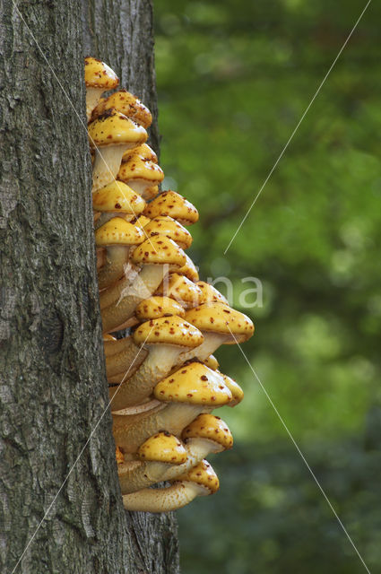 golden Scalycap (Pholiota aurivella)