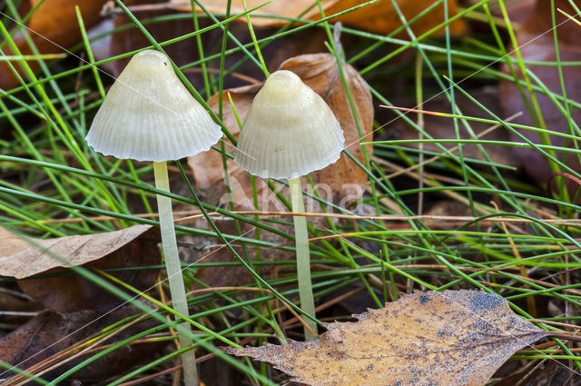 Graskleefsteelmycena (Mycena epipterygia)